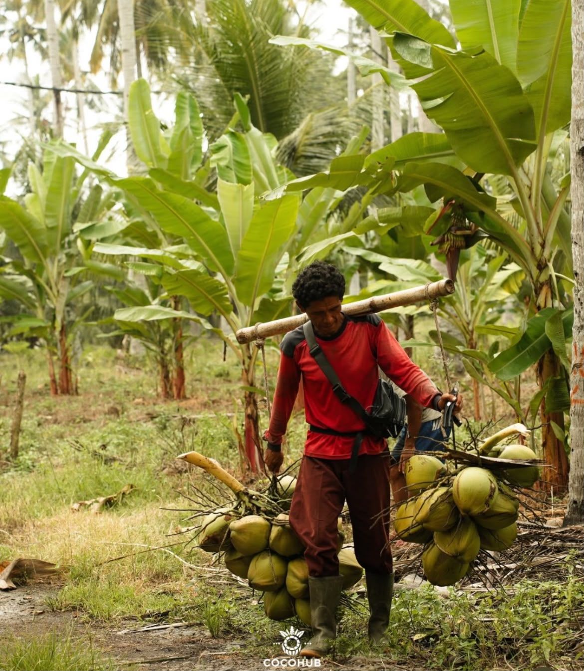 A worker carrying a bunch of young coconuts on a pole