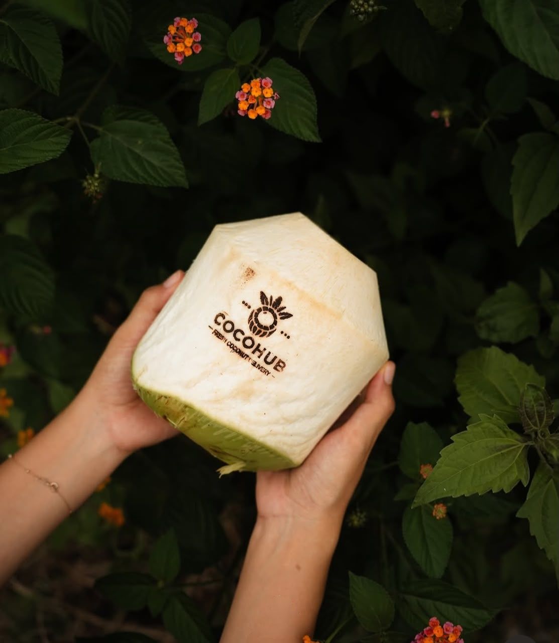 A hand holding a young coconut with the Cocohub logo engraved on the shell
