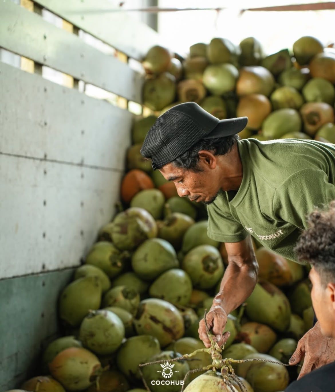 Young coconuts being loaded onto a truck