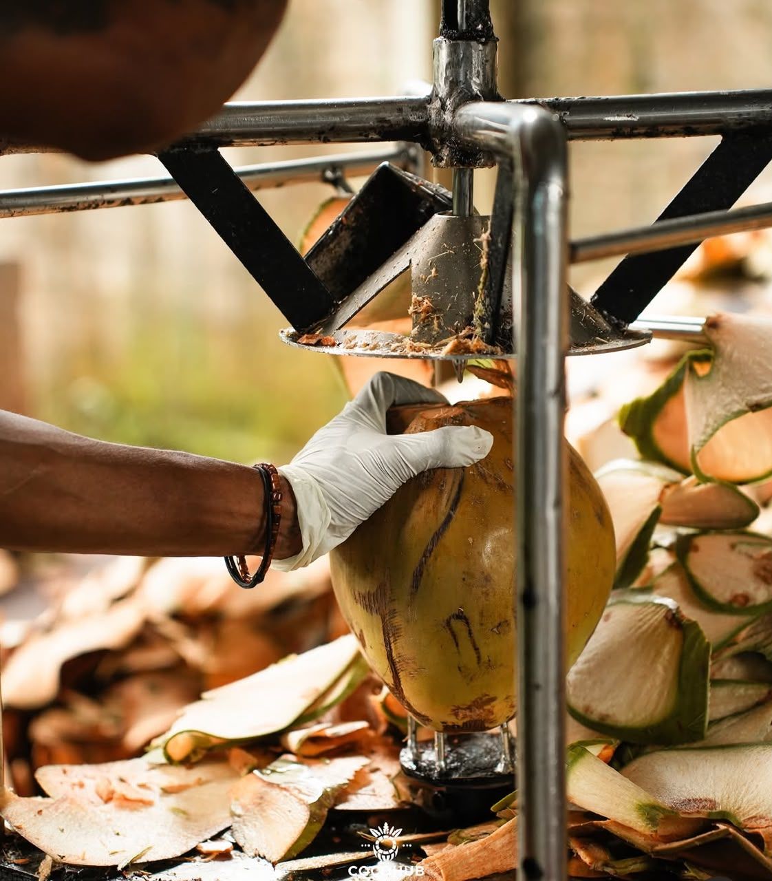 A young coconut in the peeling machine