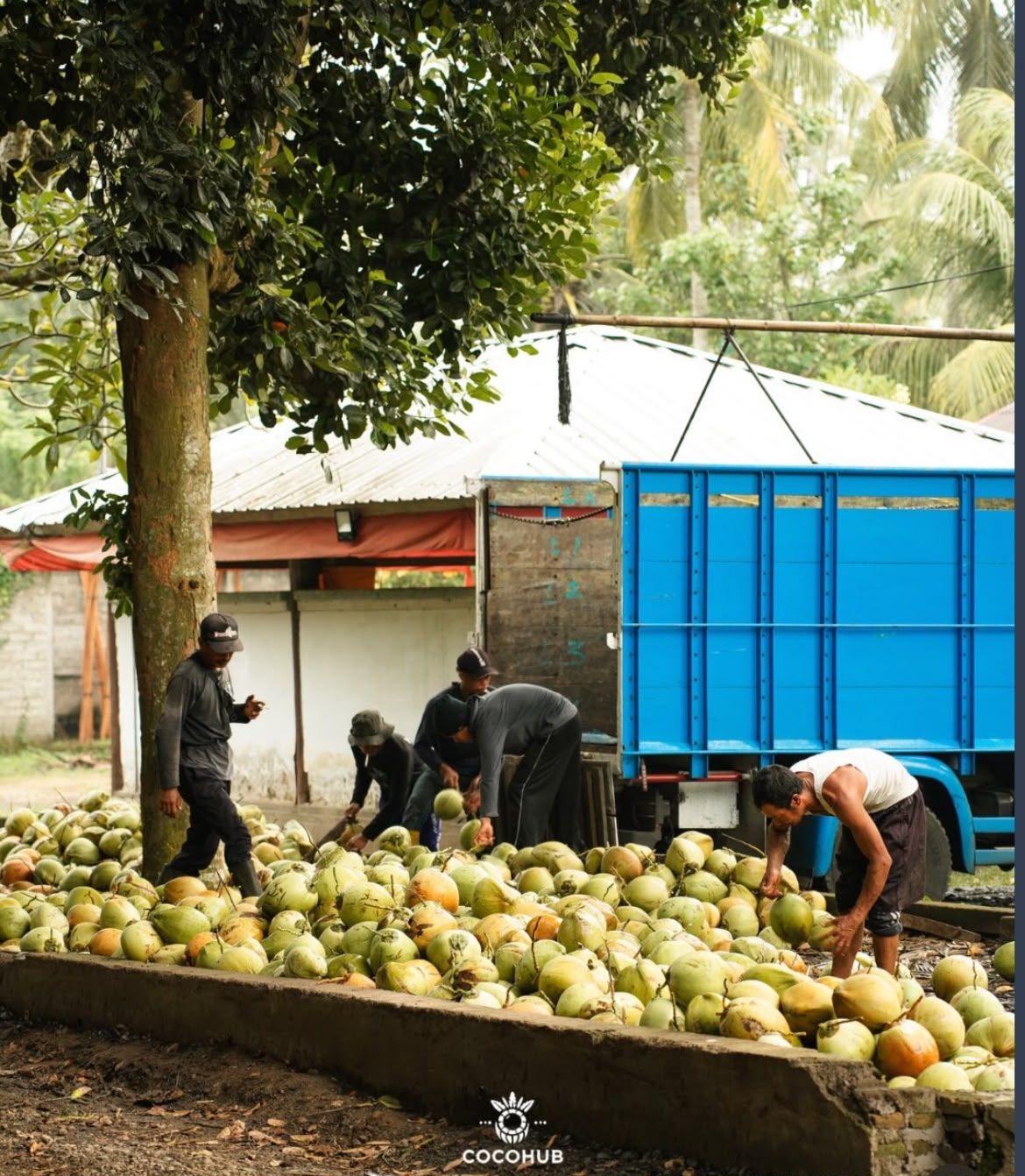 A yard with young coconuts on the ground and a truck